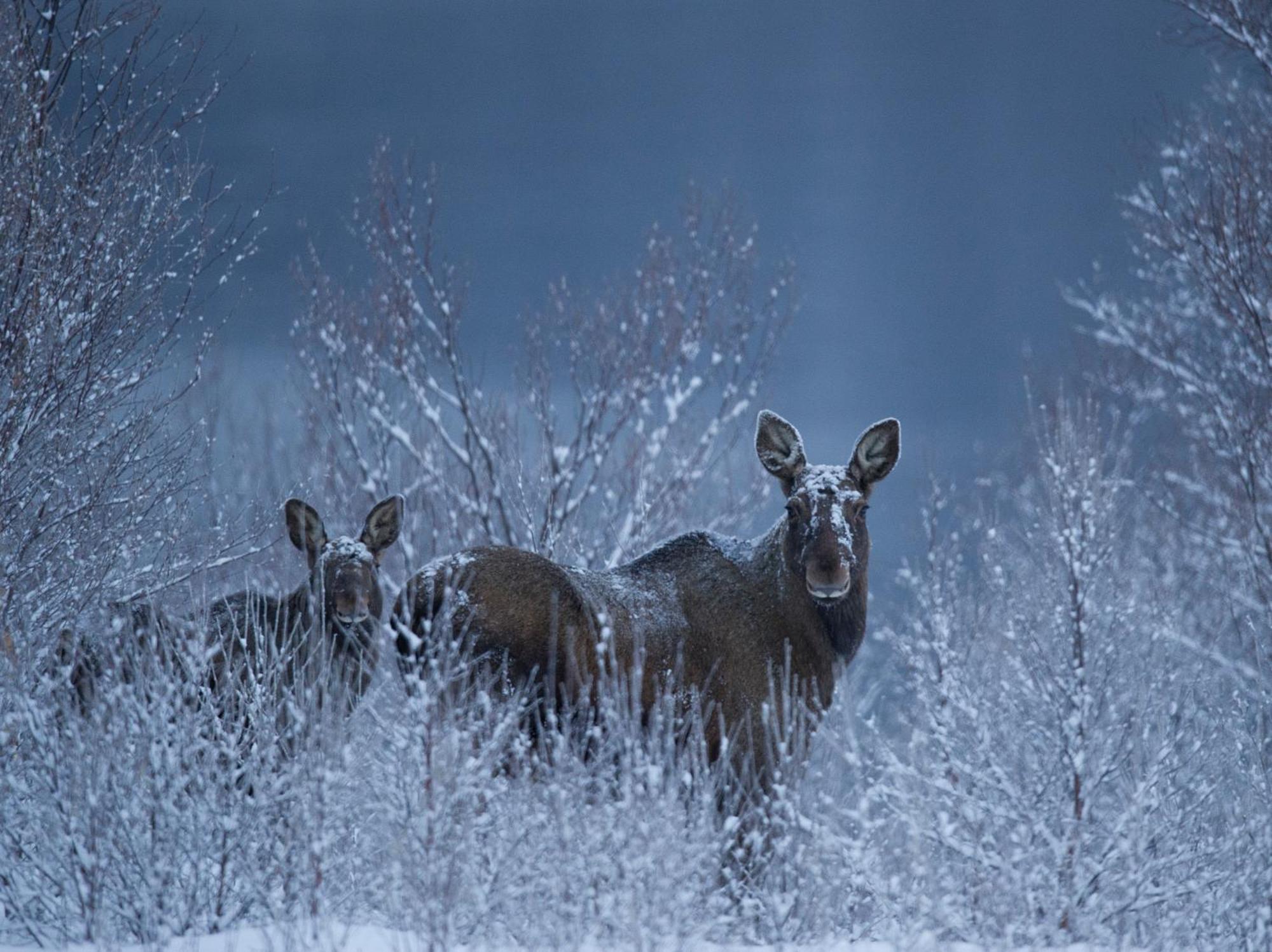אלטה Sorrisniva Arctic Wilderness Lodge מראה חיצוני תמונה